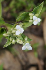 Tripogandra serrulata