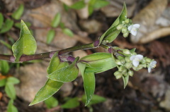 Tripogandra serrulata