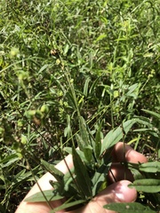 Orbexilum pedunculatum