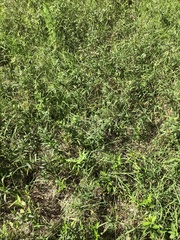 Orbexilum pedunculatum