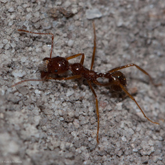 Aphaenogaster longiceps