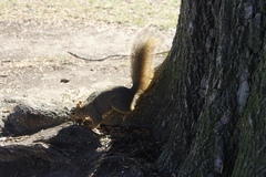 Sciurus niger