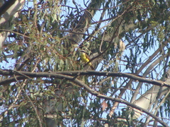 Pitangus sulphuratus