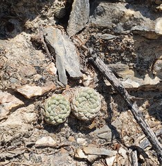 Strombocactus disciformis disciformis