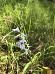 Lobelia appendiculata