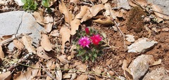 Mammillaria occulta