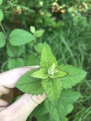 Eupatorium pubescens