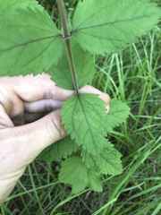 Eupatorium pubescens