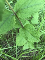 Eupatorium pubescens