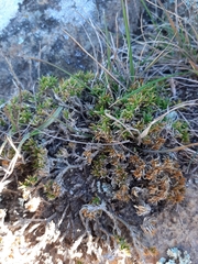 Colobanthus strictus