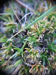 Colobanthus strictus