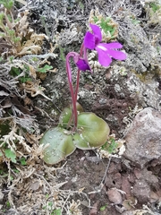 Pinguicula macrophylla