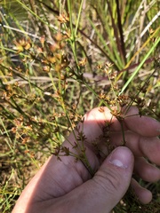 Juncus diffusissimus
