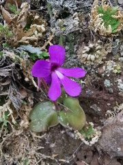 Pinguicula macrophylla