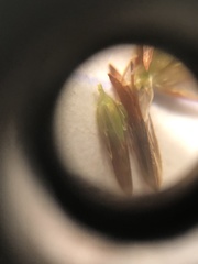 Juncus diffusissimus