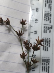 Juncus diffusissimus