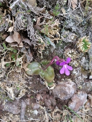 Pinguicula macrophylla