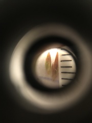 Juncus diffusissimus