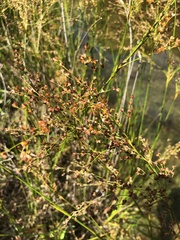 Juncus nodatus