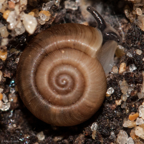 Charopidae