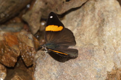 Diaethria pandama