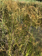 Juncus nodatus