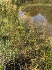 Juncus nodatus