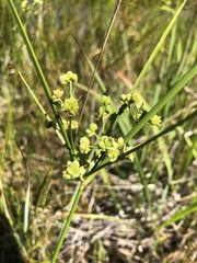 Cyperus pseudovegetus