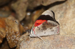 Diaethria pandama