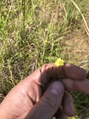 Linum medium texanum