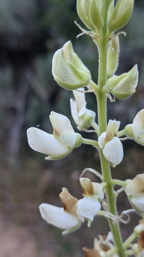 Image of Lupinus barbiger by (c) Darrin Gobble, some rights reserved (CC BY)