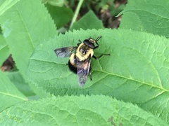 Volucella bombylans
