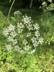 Cicuta maculata maculata