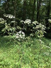 Cicuta maculata maculata
