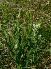 Lithospermum molle
