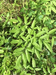 Cicuta maculata maculata