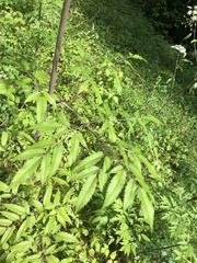 Cicuta maculata maculata