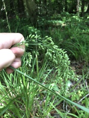 Festuca paradoxa