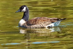 Branta canadensis parvipes