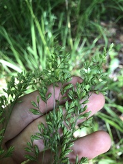 Festuca paradoxa