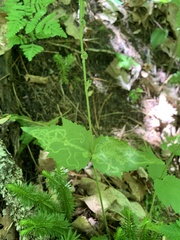 Phytomyza agromyzina group
