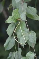 Laubertia contorta