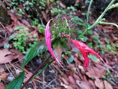 Monarda pringlei