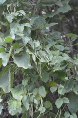 Laubertia contorta
