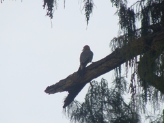 Melanerpes aurifrons