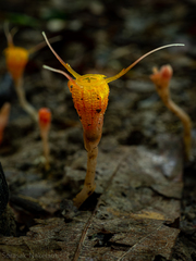 Thismia arachnites