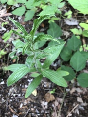 Lithospermum bejariense