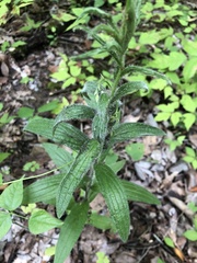 Lithospermum bejariense