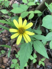 Heliopsis gracilis