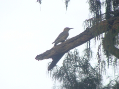 Melanerpes aurifrons